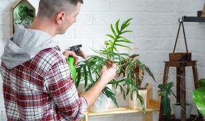 Man Plant Breeder Examines And Admires Home Plants 2023 11 27 05 32 24 Utc (1) Min (1)