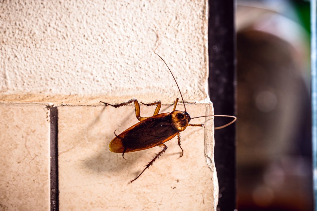 Periplaneta,cockroach,,known,as,red,cockroach,or,american,cockroach,walking,along