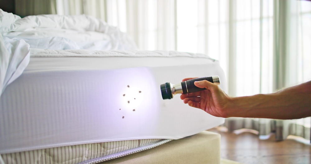 Recognizing the Signs of Bed Bug Infestations