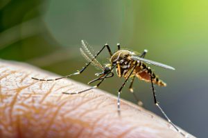 Preventing Mosquitoes in Your Florida Backyard