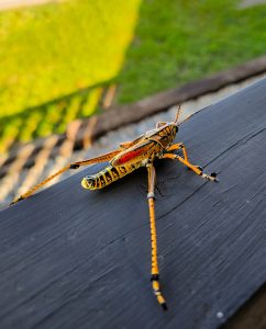 Why Are There So Many Bugs in Florida?