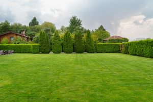 lawn care