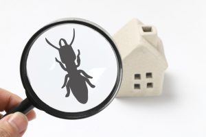 Effective Termite Control In North Port