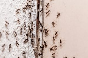 Insect Extermination Sarasota County