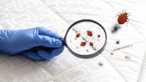 Bed Bug Treatment North Port Florida