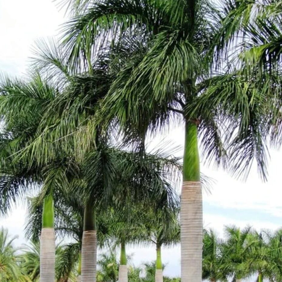 Hp Palm & Tree Care Punta Gorda Fl Pest Patrol 45 degree angle view looking up at 6 tall royal palm trees.