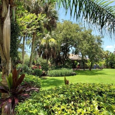 Hp Lawn And Shrub Care Sarasota Fl Shrubs in front with palm tree at left, lush green lawn to back right and more trees in background.