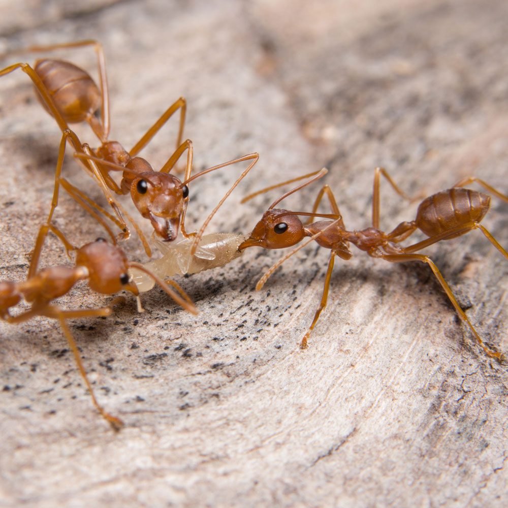 Services 3 Red Ants In A Circle Pull On Food 3 red Ants In A Circle Pull On Food