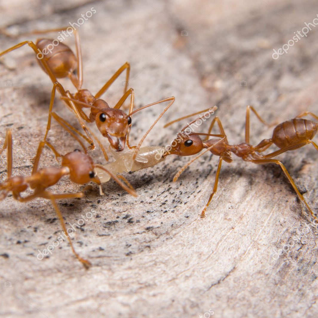 Macro Red Ants Looking For Food Macro Red Ants Looking For Food